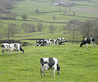 Lower Luxton Farm Lower Luxton Farm